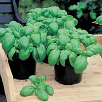 seeds basil sweet johnsons hover enlarge zoom