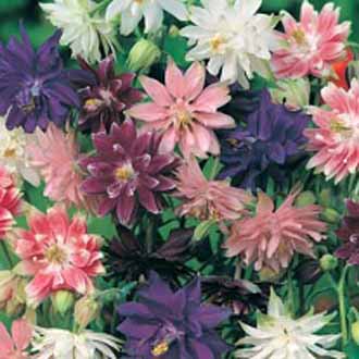 Aquilegia Nora Barlow Mixed