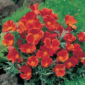 California Poppy Red Chief Johnsons Seeds Flower