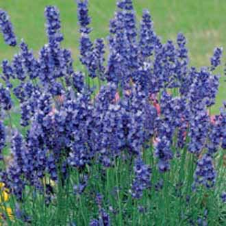 Lavender Hidcote Blue Johnsons Seeds Flower Lavender Hidcote Blue