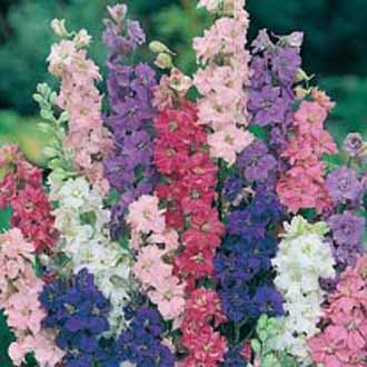 JOHNSONS SEEDS SARAH RAVEN FLOWER LARKSPUR GIANT IMPERIAL MIXED SEED