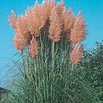 Grass Pampas Pink|Johnsons Seeds Flower Seeds