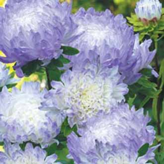 Aster Ss Blue Ice Johnsons Seeds Flower