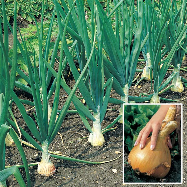 Kelsae Onion Seed|Johnsons Seeds Vegetable Seeds